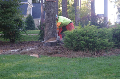 Tree Removal Cost in Knoxville TN