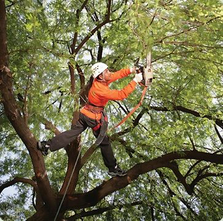 Tree Trimming Knoxville