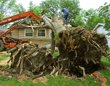 Stump Removal Knoxville TN