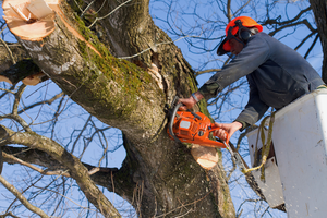 Tree Trimming Cost in Knoxville TN