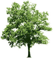 Burr oak tree icon