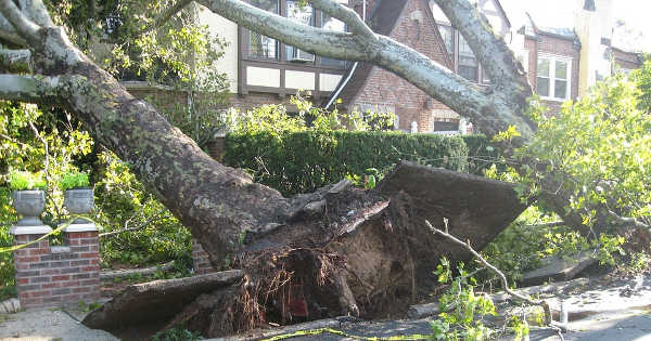 Tree Damage Knoxville