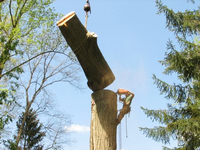 Tree trunk removal Knoxville TN
