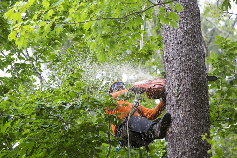 Tree Removal Service Knoxville
